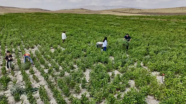 Ağrı'da yetişmez denilen fasulye, yüksek verimiyle dikkat çekti