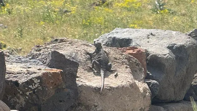 Ağrı Dağı eteklerinde nadir görülen Kafkas Keleri görüntülendi