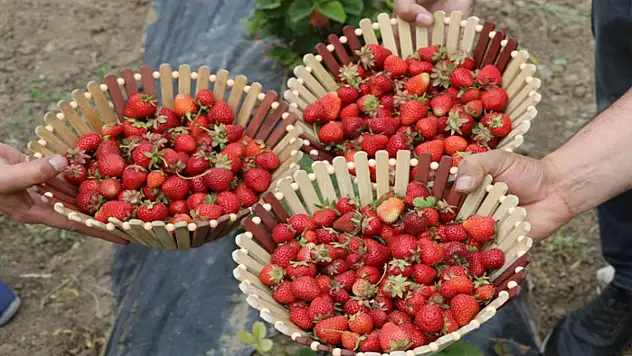 Ağrı tarımında yeni nefes