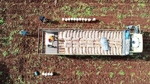 Ağustosta en çok ucuzlayan ürün patates oldu