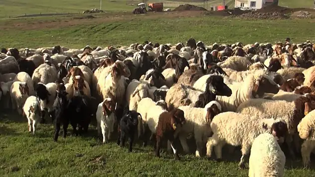 Ahlat'ta koyun ve kuzuların buluşması havadan görüntülendi