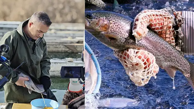 Alabalık üretiminde kaliteyi artırmaya yönelik saha çalışması