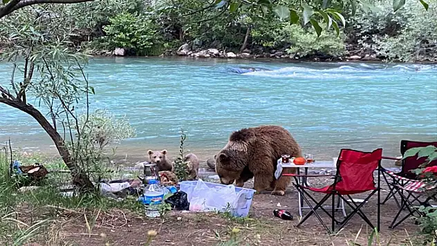 Anne ayı ve yavruları piknik sofrasına konuk oldu