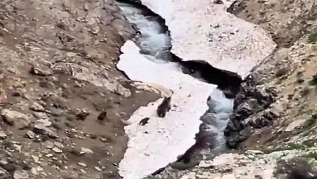 Anne ayı ve yavruları yiyecek ararken görüntülendi