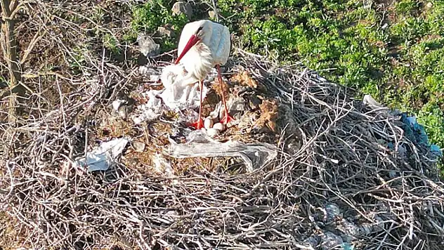 Anne leylek yavrularının başından bir an olsun ayrılmadı