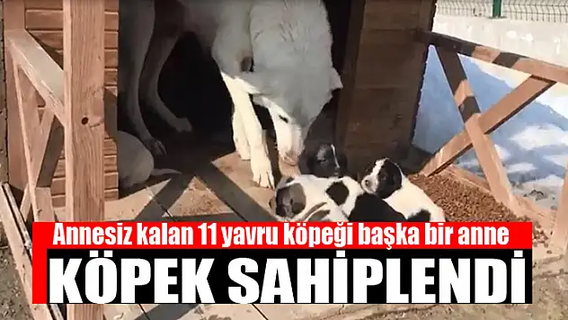 Annesiz kalan 11 yavru köpeği başka bir anne köpek sahiplendi