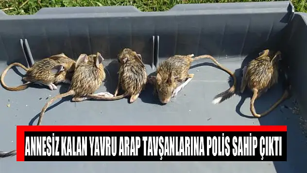 Annesiz kalan yavru Arap tavşanlarına polis sahip çıktı