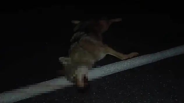 Araçların çarptığı kurt telef oldu