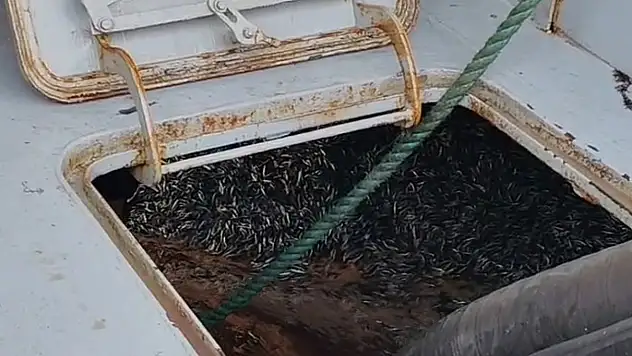 Araklı Limanı'nda hafta sonu hamsi yoğunluğu