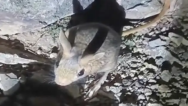 Arap tavşanı görüldü