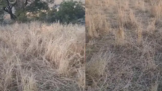 Araziler yaban domuzlarının istilasına uğradı