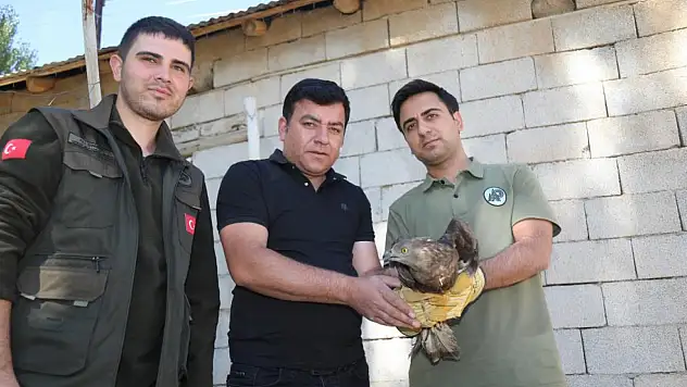 Arı şahini tedavi altına alındı