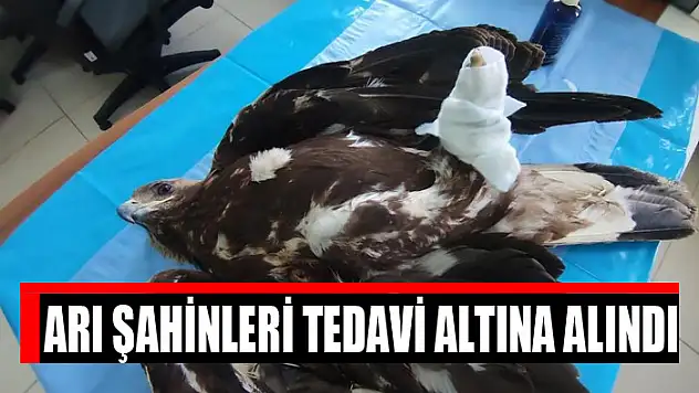 Arı şahinleri tedavi altına alındı