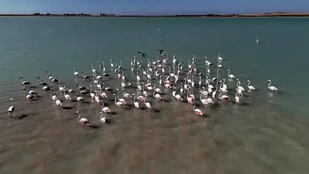 Arin Gölü'nde flamingoların Süphan Dağı eşliğinde mest eden dansı