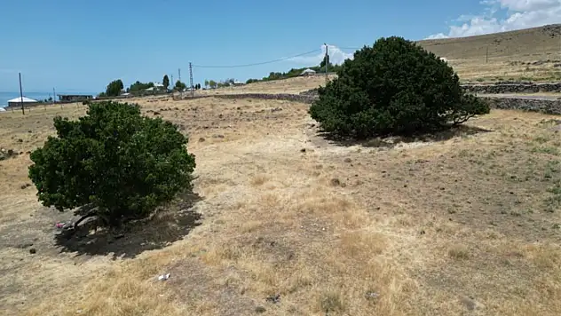 Asırlık dut ağaçları zamana meydan okuyor
