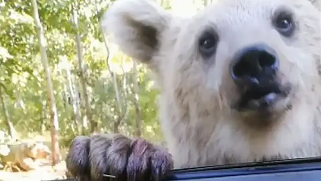 Aslan: Yaban hayatına müdahale ekolojik dengeyi bozuyor