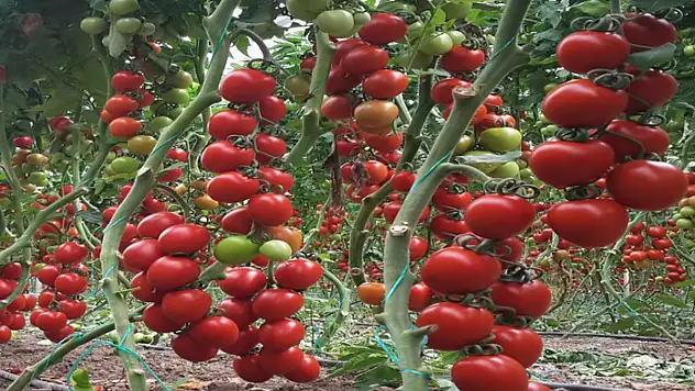 Atıl araziler üretime kazandırılıyor: Fide başvuruları başladı