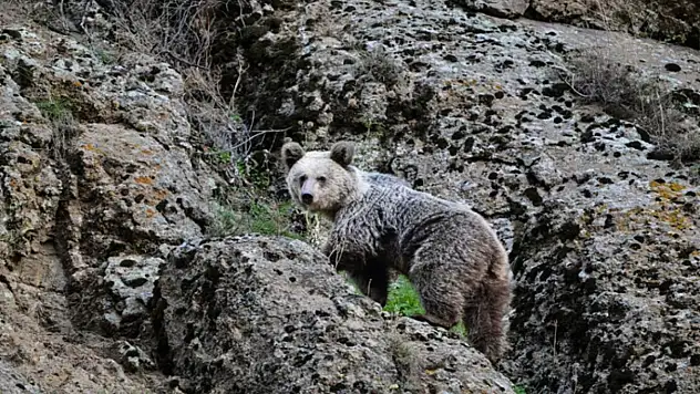 Ayı saldırısından köpekler kurtardı