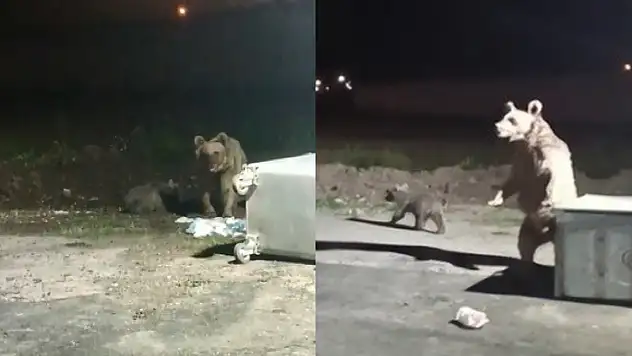 Ayı saldırısından son anda kurtuldu