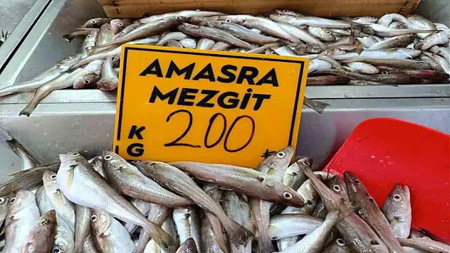 Balıkçılar palamut için kestane karasını bekliyor