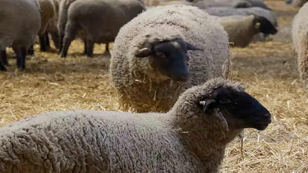 Bandırma koyunu ırk tesciline gün sayıyor
