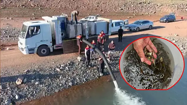 Baraja binlerce yavru sazan balığı bırakıldı