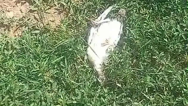 Başıboş köpekler dehşet saçtı