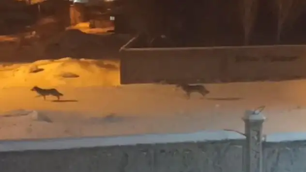 Başkale'de aç kalan kurtlar ilçeye indi