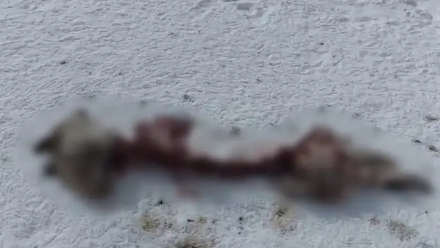 Başkale'de aç kalan kurtlar köpeği parçaladı