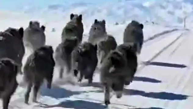 Başkale'de domuz sürüsü görüntülendi