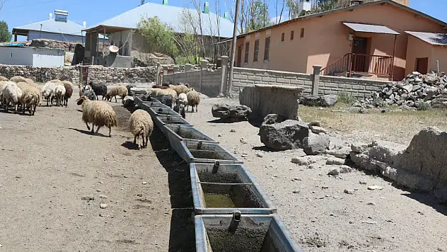 Başkale'de hayvancılığa can suyu