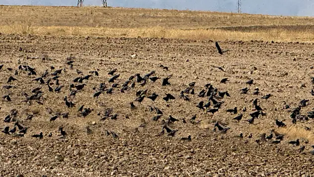 Başkale'deki çiftçilerin kargalarla başı belada