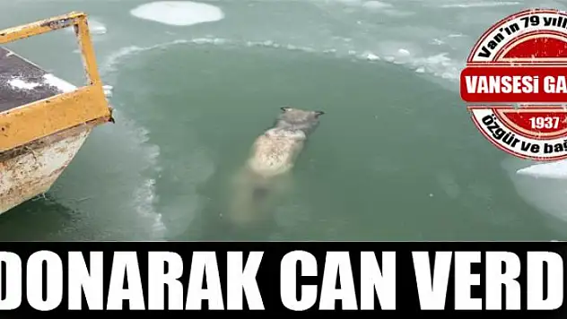 Suya düşen köpek donarak öldü 