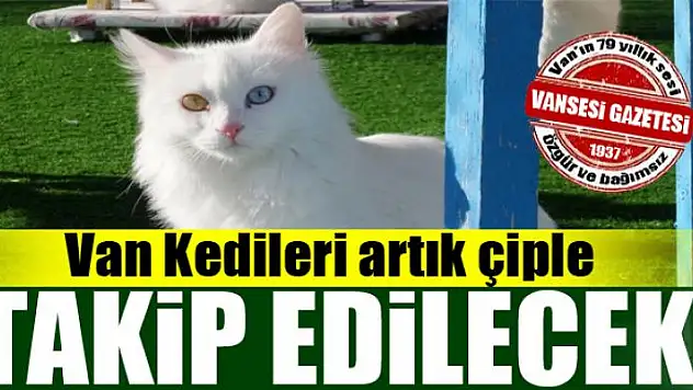 Van Kedileri artık çiple takip edilecek