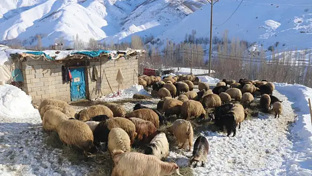 Besicilerin dondurucu soğukta zorlu kış mesaisi