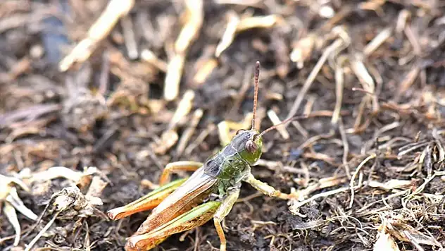 Bilim insanları yeni bir çekirge cinsi keşfetti