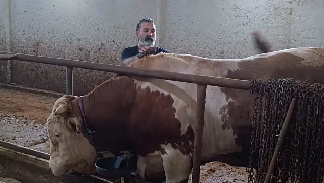 Bin 850 kiloluk 'Paşa' yeni sahibini bekliyor