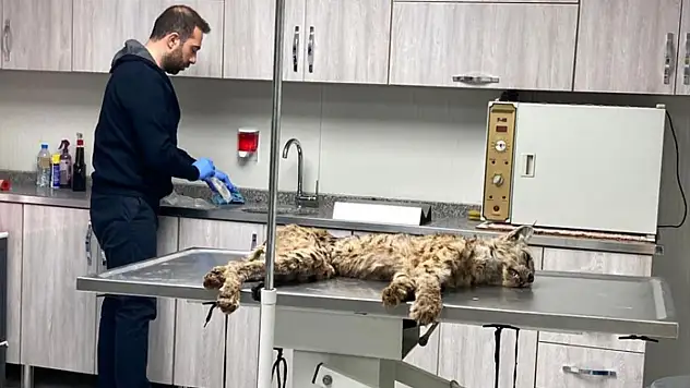 Bitkin hale bulunan vaşak koruma altına alındı