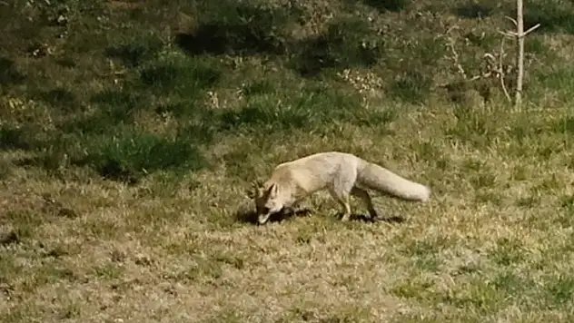 Bitlis sokaklarında tilkiler görüntülendi