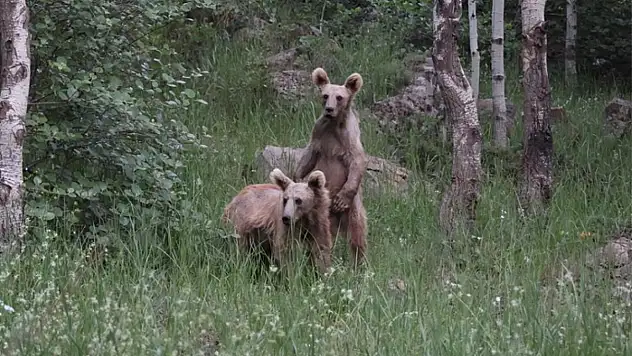 Boz ayılar çöplere dadandı