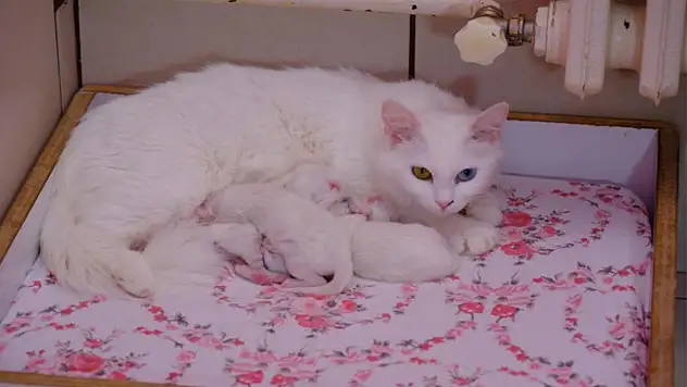 Bu yılın ilk yavru Van kedileri dünyaya geldi