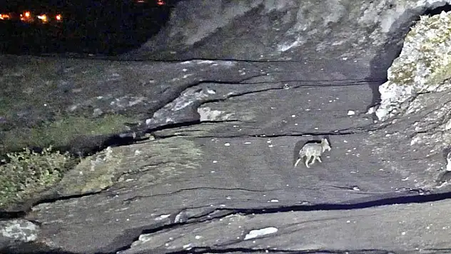 Budaklı kaplıcaları için vahşi hayvan uyarısı