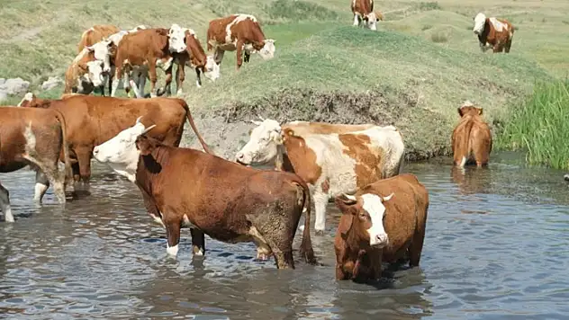 Büyükbaş hayvan sayısı yüzde 2,6 azaldı