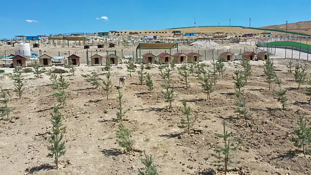 Büyükşehir'den ağaçlandırma çalışması