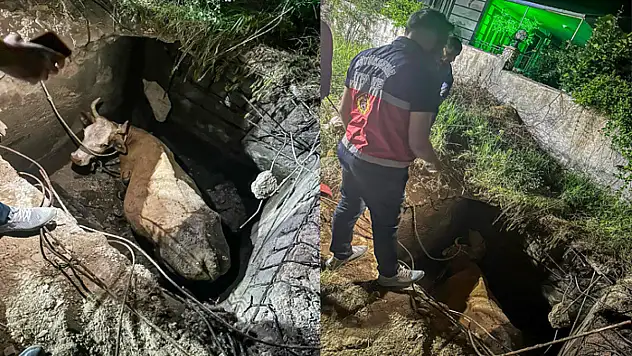 Büyükşehir'den hayvan kurtarma operasyonu