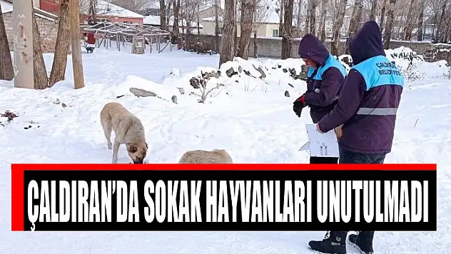 Çaldıran'da sokak hayvanları unutulmadı