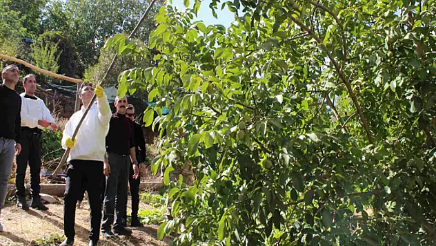 Çatak'ta bal ve ceviz hasadı