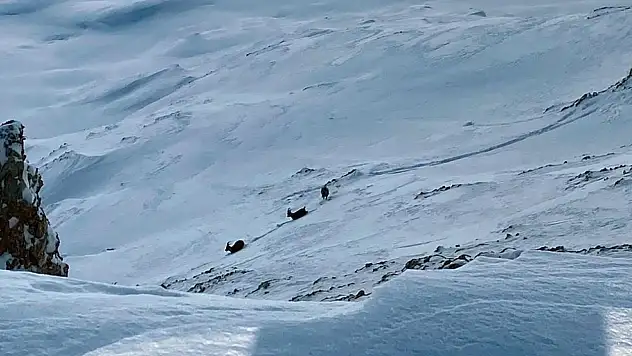 Çatak'ta dağ keçileri görüntülendi