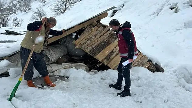 Çatak'ta kar yağışı sonrası tarımsal hasar kayıt altına alındı