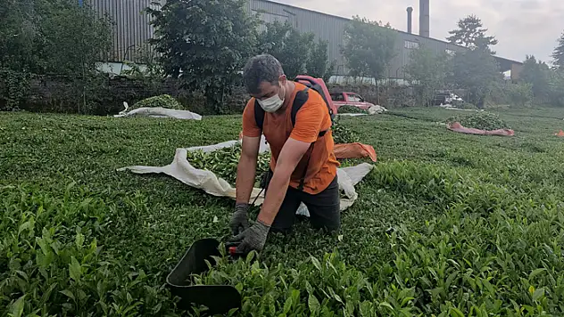 Çay fabrikasının bacasından çıkan kömür tozları çay bahçelerine yağıyor